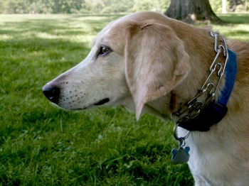 Dogs of Anderson Park