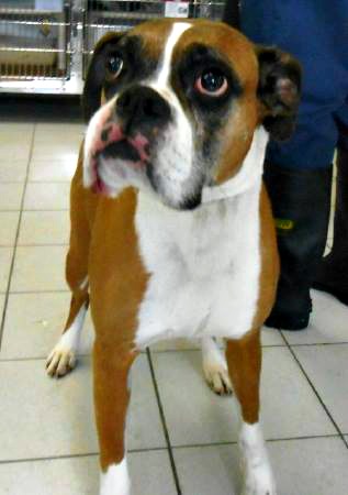 Found Boxer